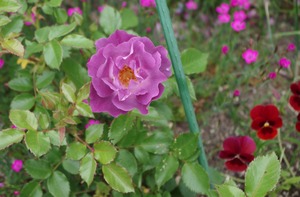 20210619Blue for You