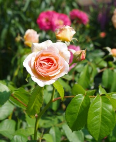 20250629SweetJuliette