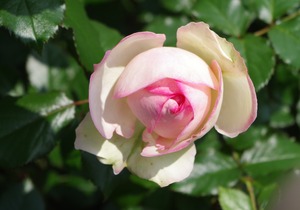 IMGP6781