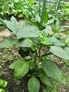 20260712Piment