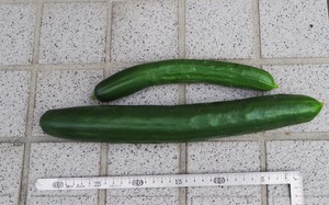 20190811Cucumber