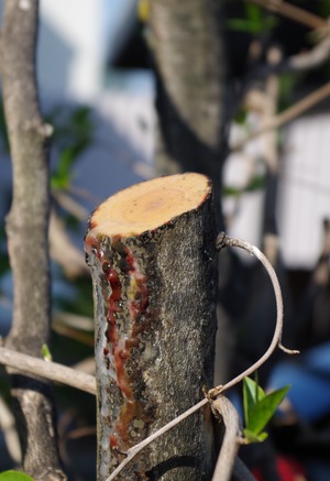 20190517Natsutsubaki4