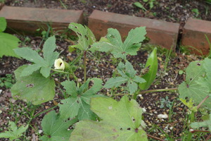 IMGP1180
