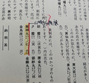 MatsuiCuctus3