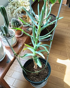 20261008dichotoma