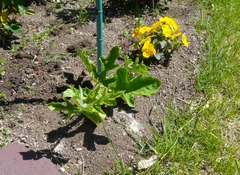 20260601Garden2