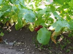 20250629HatsukaDaikon