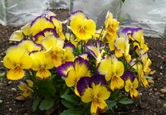 20260528Garden10