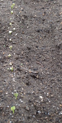 20210530Daikon_na
