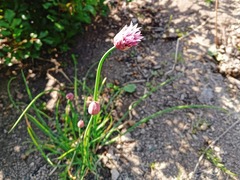 20260523Chives