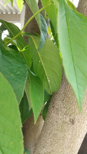 20230702Natsutsubaki