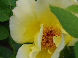 20240618GoldenWings2