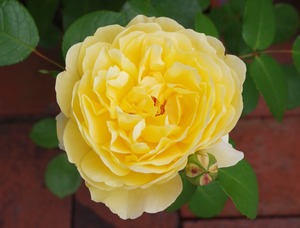 20240618Charlotte２