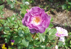 IMGP6779