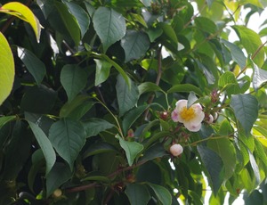 20230622Natsutsubaki