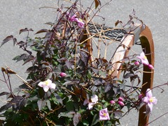 20260528Garden02