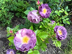 20250618Blue for You1