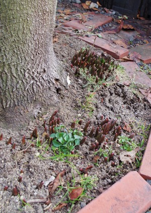 20200319Chionodokusa