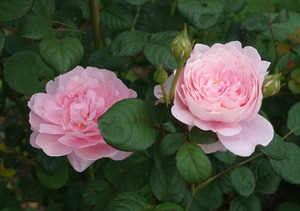 20240618Queen of Sweden