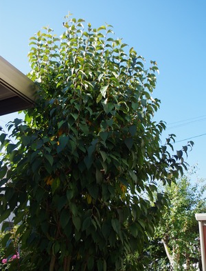 20210925NatsutsubakiBFR