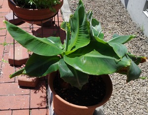 Banana20180708