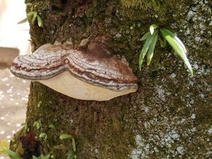 20170412SarunoKoshikake