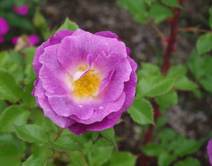 20240618Blue for You 2