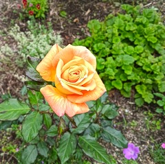 20260615Rakuen1