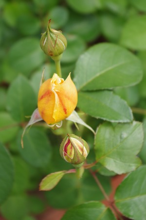 20240613Garden_rose_Charlot