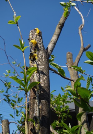 20190517Natsutsubaki3