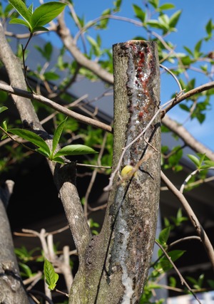 20190517Natsutsubaki1