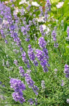 20250629Lavender
