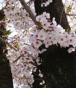 20170413Sakura