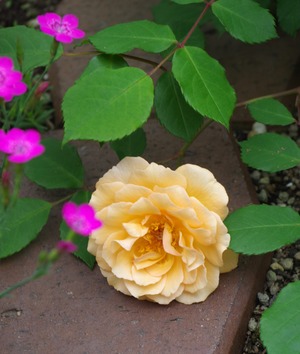 20240618Buff Beauty2