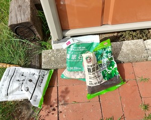 20240720PachiraYoudo