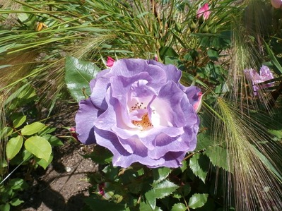 P6200115