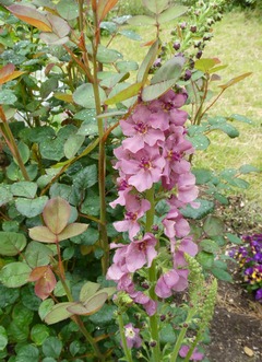 20260528Garden08
