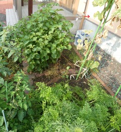20260905Cucum