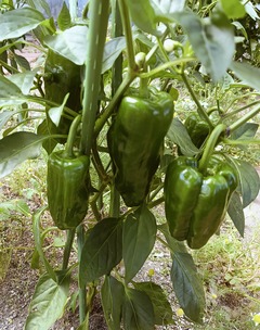 20260813Piment