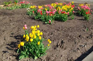20230510tulip