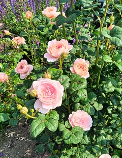 20250620QueenOfSweeden