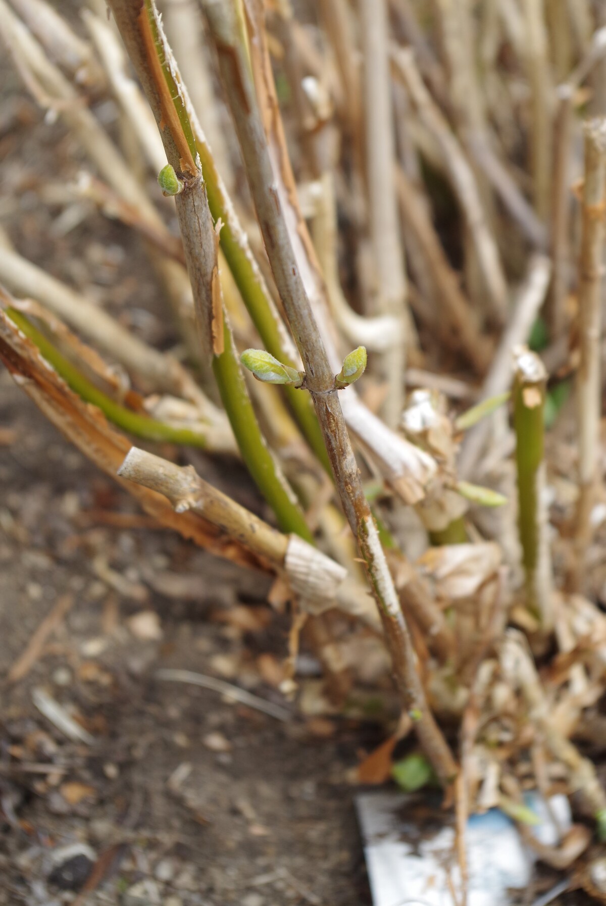 枯れ木に薄緑が吹いた情景22 04 28 29 Gm Sym2 新 読後充実度 84ppm のお話