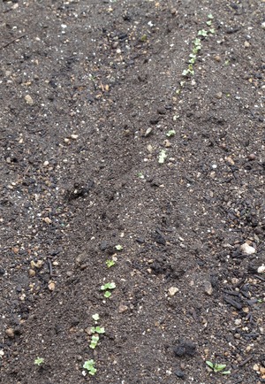 20200523Garden