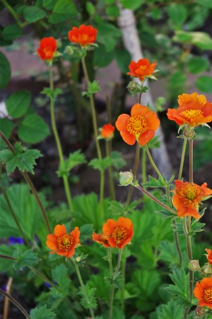 20170526ｹﾞｳﾑﾐｾｽﾌﾞﾗｯﾄﾞｼｮｰ