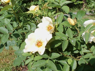 P6210125