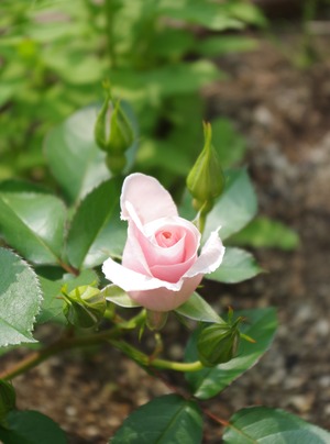 20240613Garden_rose_MHR