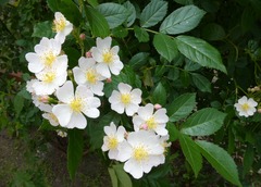 20260619Noibara