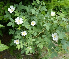 20260619ROSA