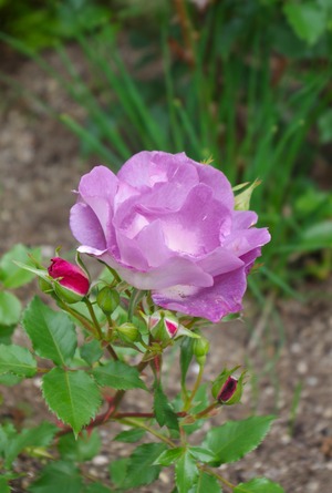20240613Garden_rose_BfY