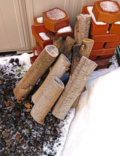 20260309Natsutsubaki2